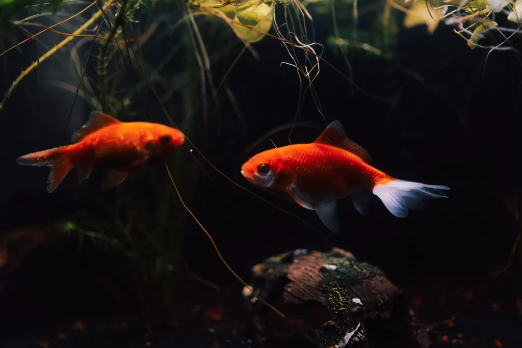 Kinguios laranjas nadando em aquário espaçoso e bem cuidado