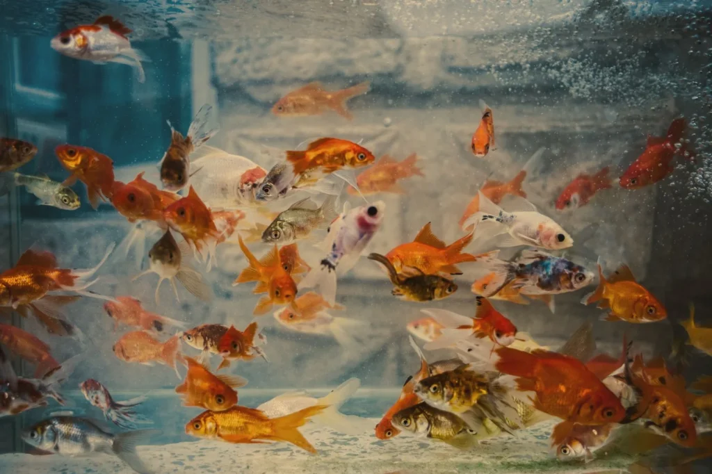 Aquário com muitos peixes, sinal de possível superlotação