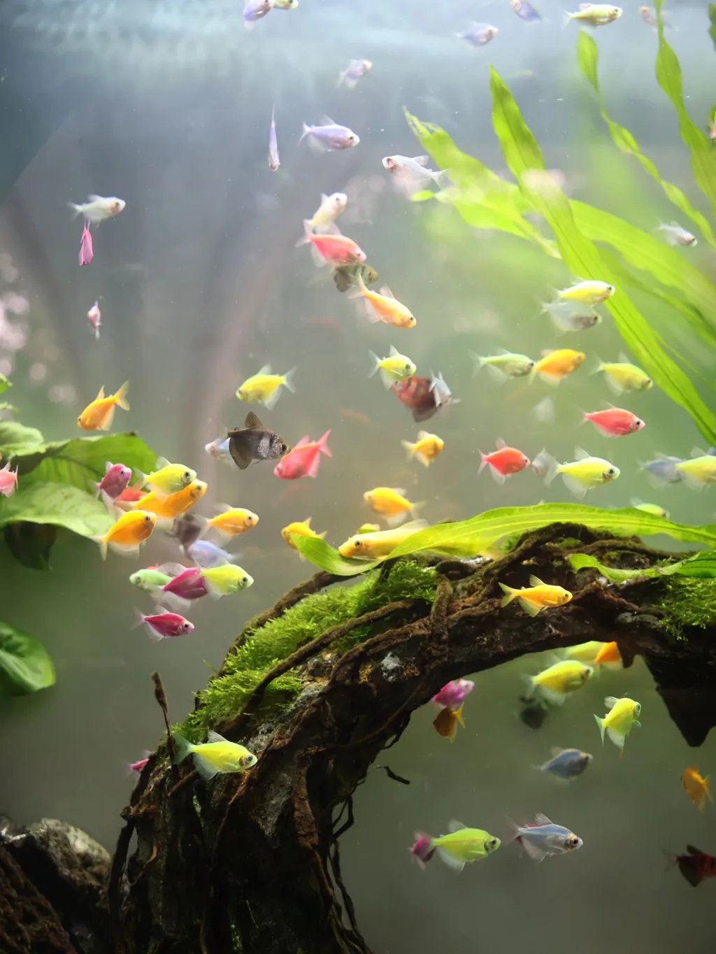 Aquário de água doce bem iluminado com peixes saudáveis