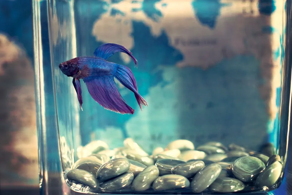 Peixe betta azul de nadadeiras longas em aquário de vidro com pedras