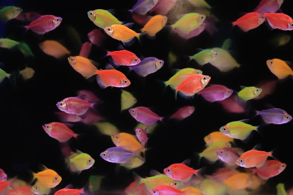 Cardume de tetras coloridos nadando juntos em aquário comunitário