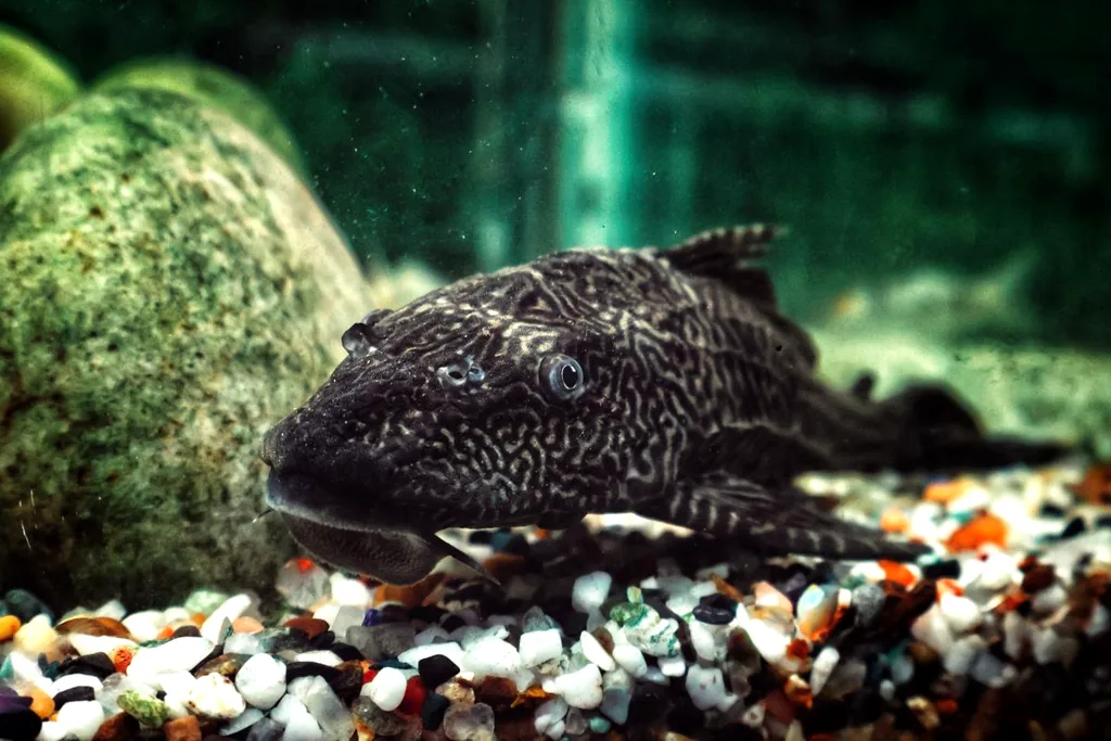 Cascudo, peixe comedor de alga, no fundo de um aquário de água doce