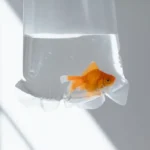 Peixe novo dentro de saco plástico transparente com água, pronto para a aclimatação