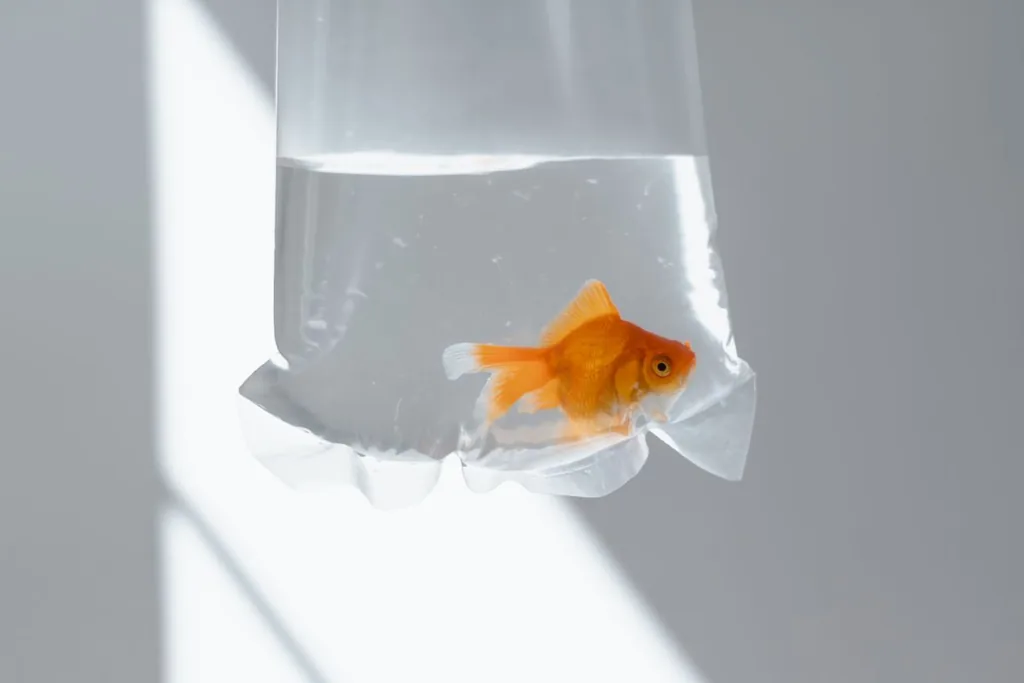 Peixe novo dentro de saco plástico transparente com água, pronto para a aclimatação