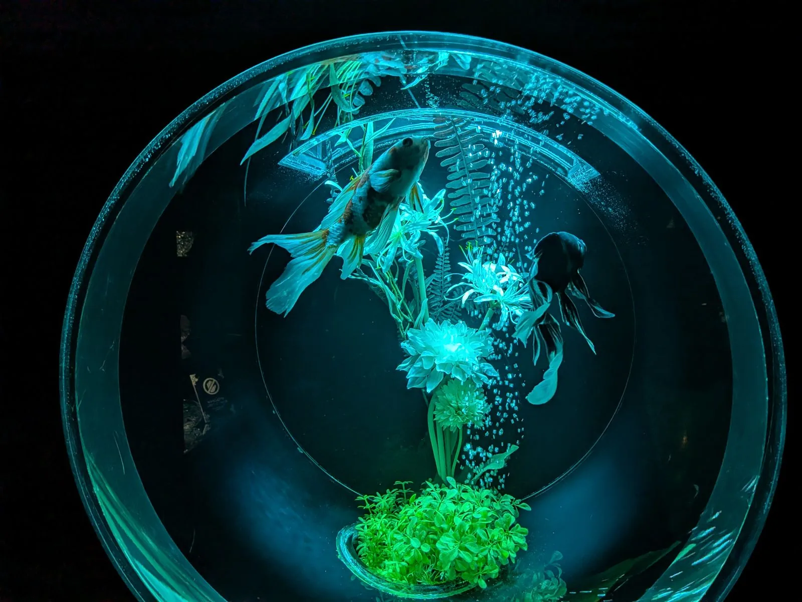 Peixe betta em aquário redondo pequeno, formato pouco recomendado