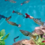 Grupo de guppies coloridos nadando em aquário plantado de água doce