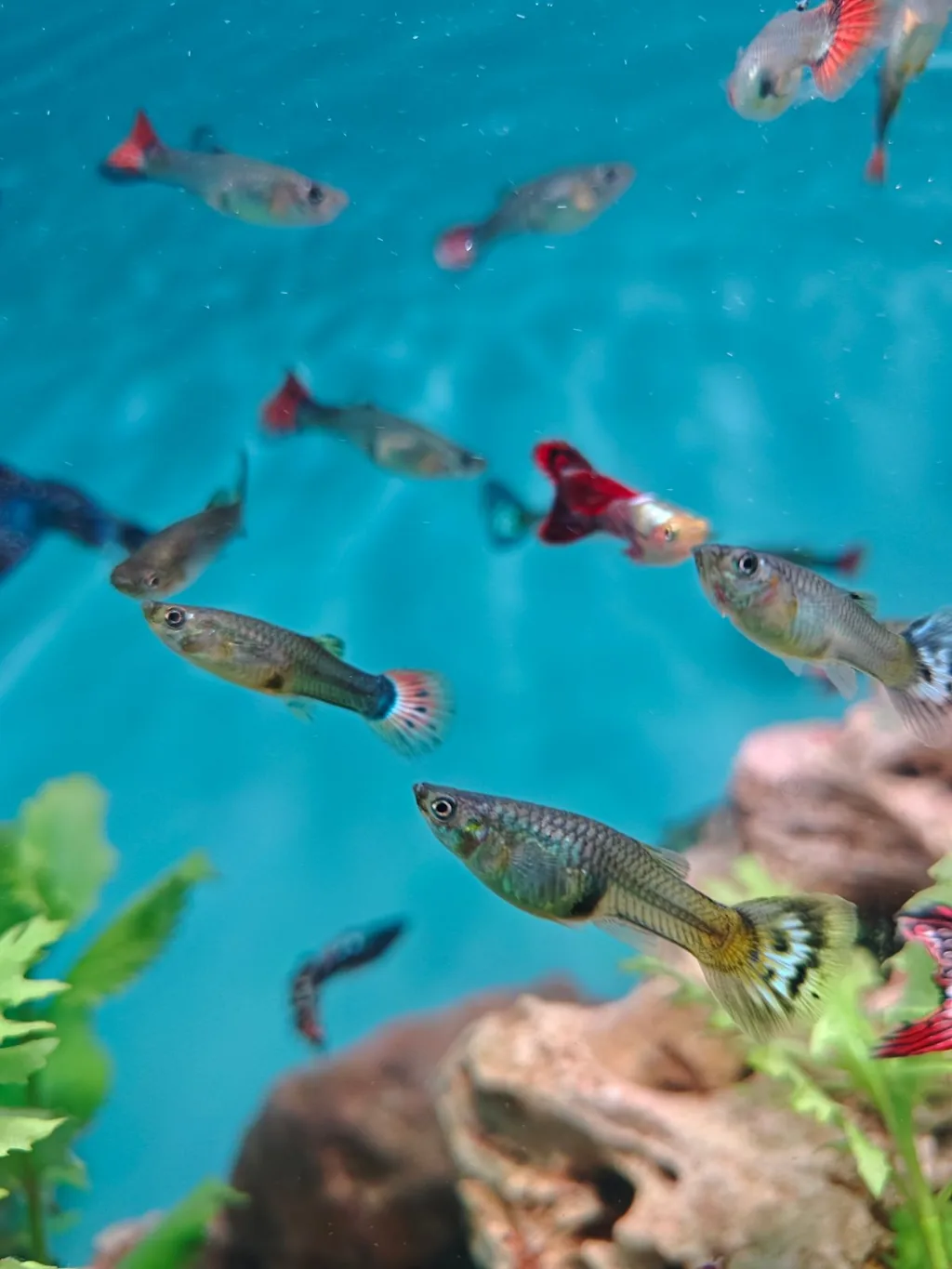 Grupo de guppies coloridos nadando em aquário plantado de água doce
