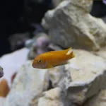 Peixe de água doce em aquário com foco na pele e nadadeiras