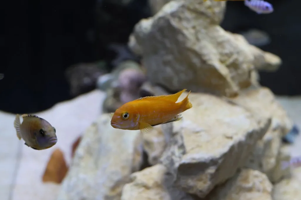 Peixe de água doce em aquário com foco na pele e nadadeiras