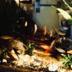Aquário comunitário com quantidade equilibrada de peixes pequenos