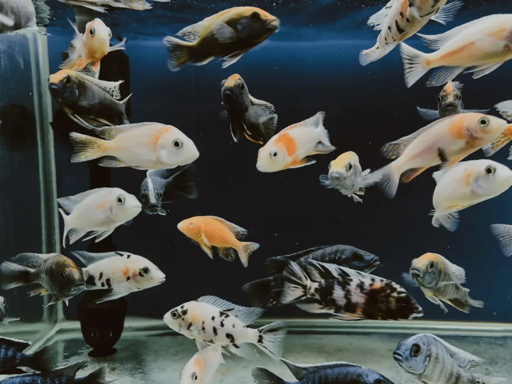 Aquário ciclado com água limpa e peixes saudáveis