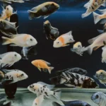 Aquário ciclado com água limpa e peixes saudáveis
