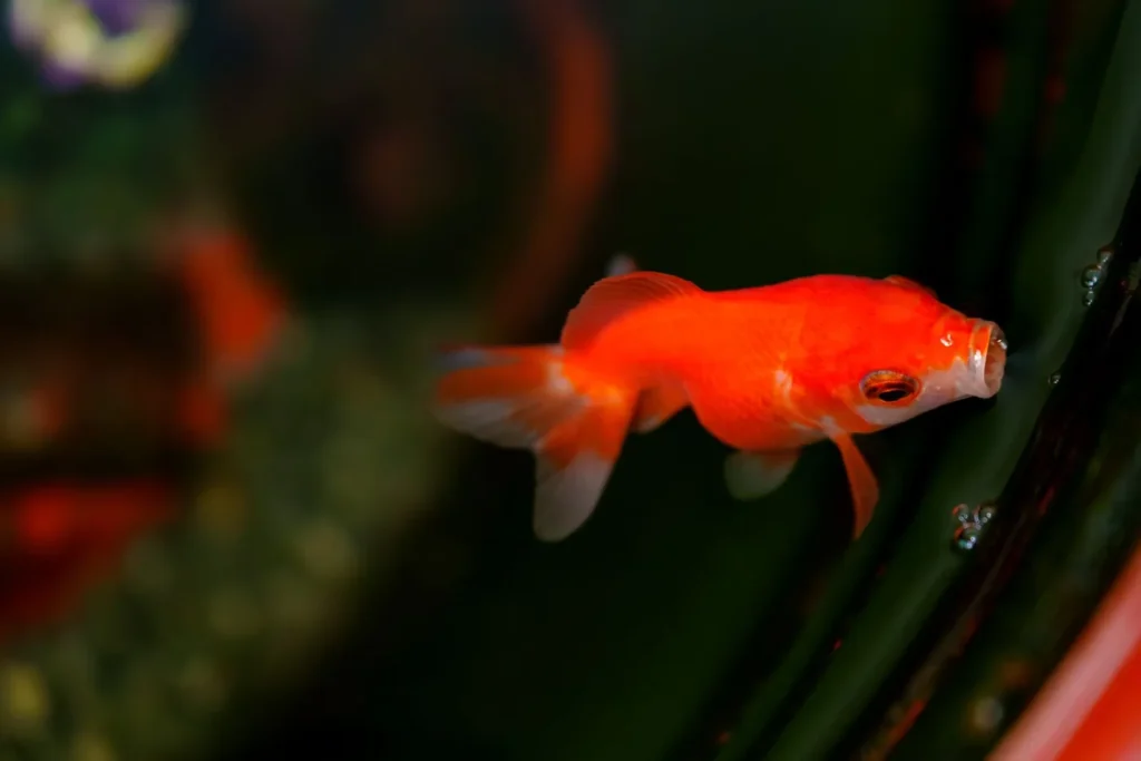 Peixe subindo à superfície na expectativa de comida