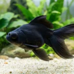 Peixe telescópio preto, de corpo redondo e olhos salientes, nadando no aquário