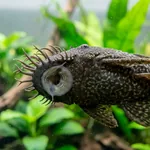 Cascudo ancistrus grudado no vidro do aquário, com os tentáculos do focinho à mostra
