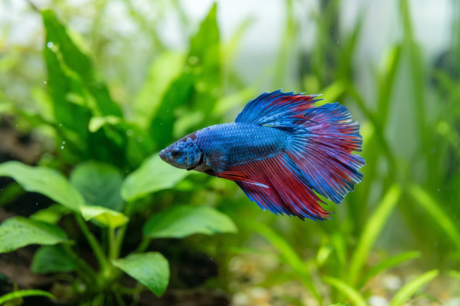 Betta macho azul e vermelho de nadadeiras longas nadando em aquário plantado de água doce