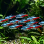 Cardume de tetras-neon nadando junto em aquário plantado de água doce