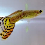 Guppy macho amarelo e preto, de cauda longa, nadando em aquário de água doce