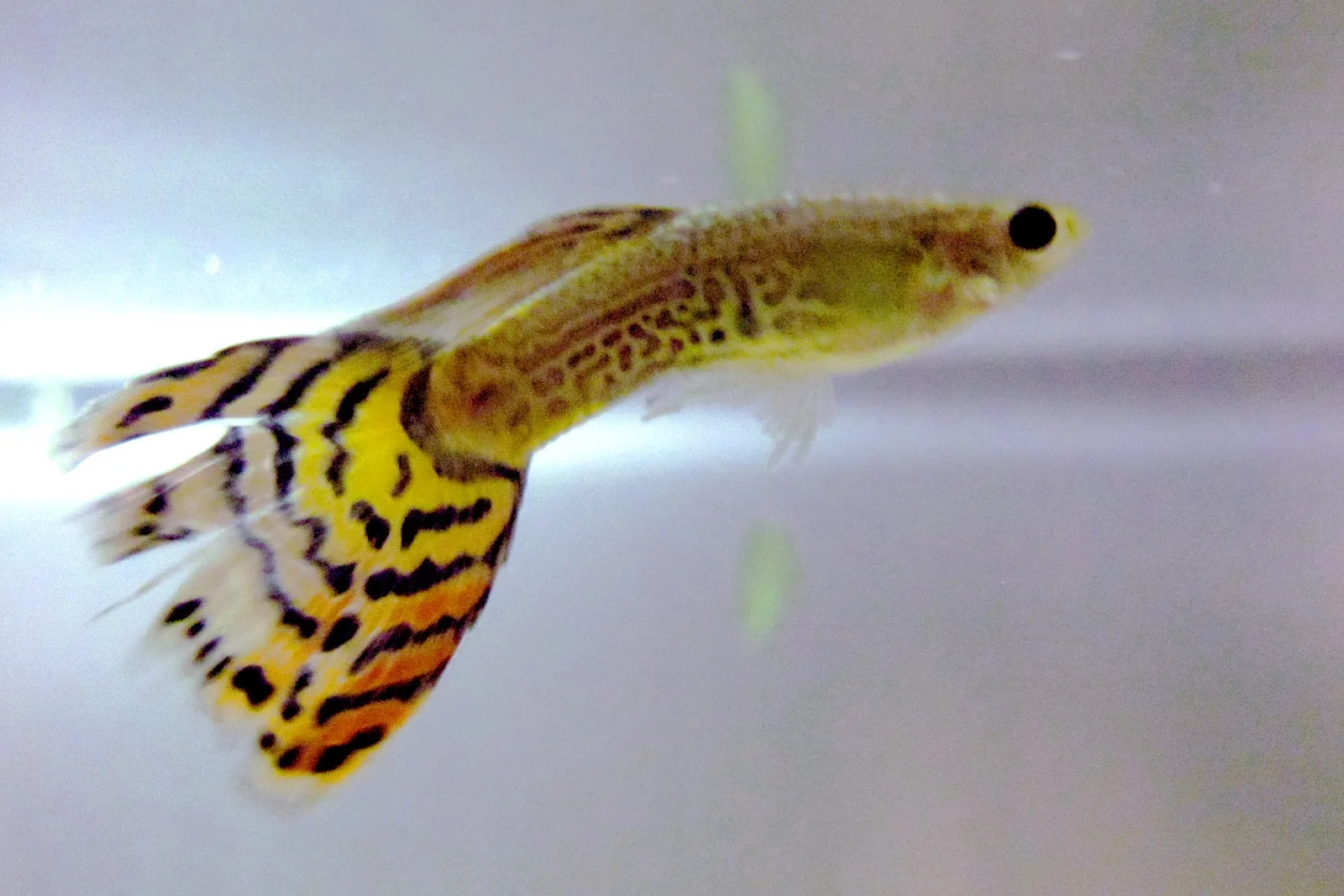 Guppy macho amarelo e preto, de cauda longa, nadando em aquário de água doce