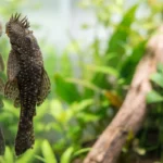 Cascudo ancistrus grudado no vidro de um aquário plantado de água doce
