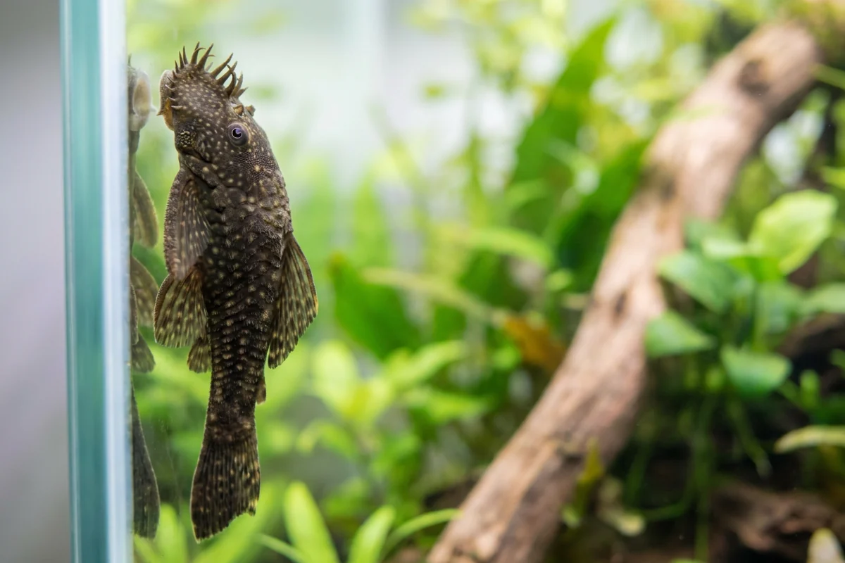 Cascudo ancistrus grudado no vidro de um aquário plantado de água doce
