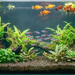 Aquário com fundo escuro realçando peixes laranja e tetras azuis e vermelhos