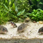 Coridoras e um kuhli procurando comida na areia do fundo do aquário