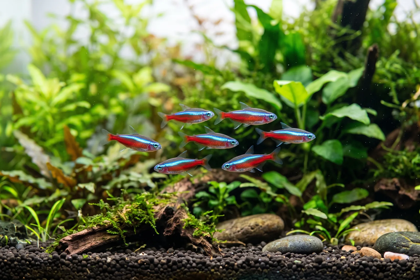 Cardume de tetras-néon nadando em aquário de água doce plantado