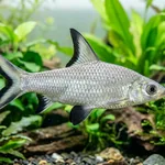 Tubarão-prata, peixe prateado de nadadeira dorsal alta vendido como tubarão de aquário