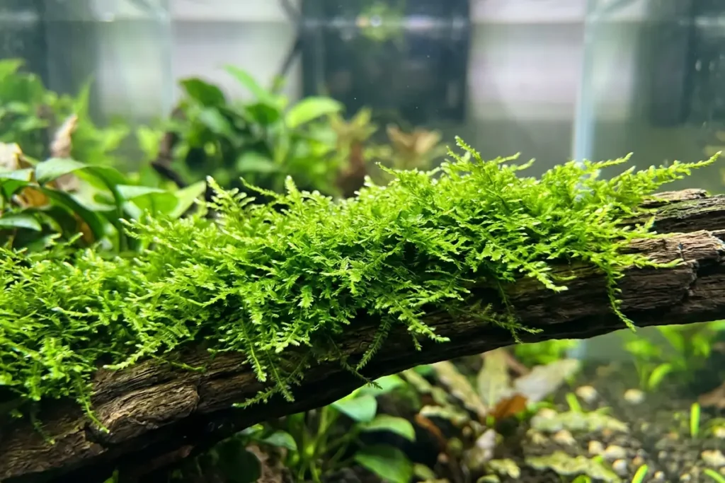 Musgo de java cobrindo um tronco em aquário de água doce