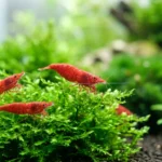 Grupo de camarões-cereja vermelhos sobre um tufo de musgo verde em aquário plantado
