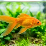 Kinguio laranja de cauda longa nadando de perfil em aquário de água doce bem iluminado