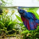 Peixe betta subindo à superfície do aquário para respirar ar