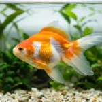 Kinguio de corpo redondo laranja e branco nadando em aquário retangular de água doce com plantas verdes ao fundo