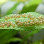 Ovos de peixe translúcidos grudados em fileiras numa folha larga e verde dentro de um aquário de água doce