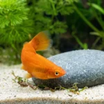 Platy laranja virando o corpo de lado junto a uma pedra lisa no fundo de areia clara de um aquário de água doce