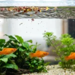 Flocos de ração boiando na superfície de um aquário de água doce enquanto três platys laranja nadam mais abaixo, entre plantas
