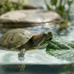 Tartaruga tigre-d'água mordendo uma folha de couve que boia na água clara do tanque, com a plataforma seca desfocada ao fundo