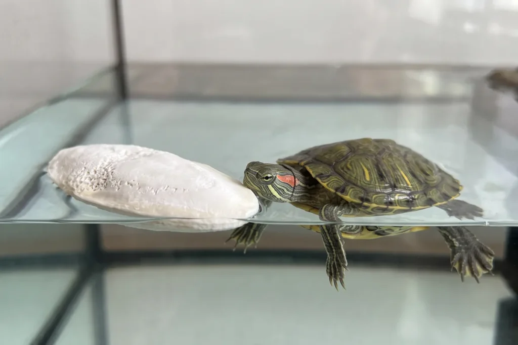 Osso de siba branco boiando na água de um tanque de tartaruga, com uma tartaruga tigre-d'água se aproximando para roer