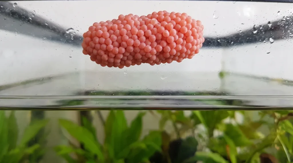 Cacho de ovos rosados de caramujo grudado no vidro do aquário acima da linha da água