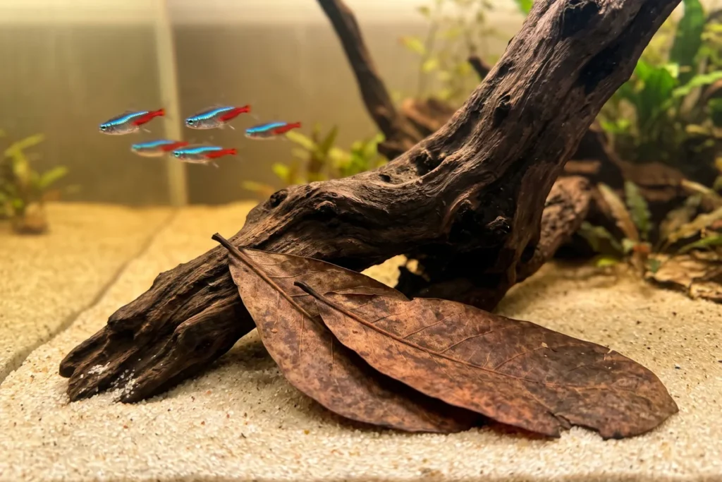 Tronco de madeira escura e folhas secas de amendoeira no fundo de um aquário de água doce com água levemente cor de chá e um pequeno cardume de tetras ao fundo